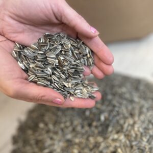 Stribet solsikke - dobbeltrensede 15 kg