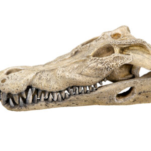 Akvariedekoration - Crocodile scull