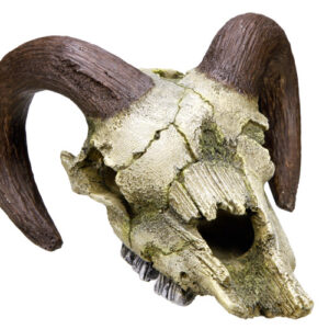 Akvariedekoration - Ram Skull