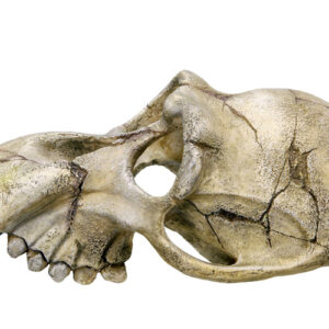 Akvariedekoration - Monkey Skull