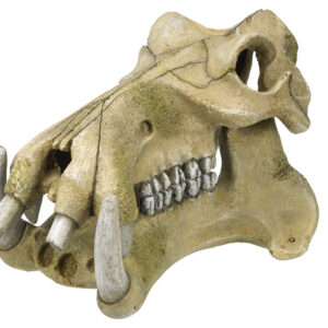 Akvariedekoration - Hippopotamus Skull