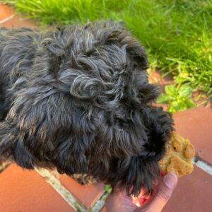 Silikone bagemåtte PAW