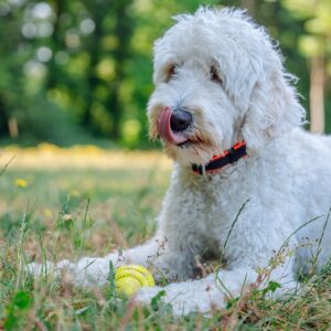 Gummi Rugby, Display 15 stk.