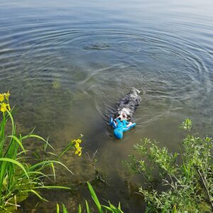 Blæksprutte Floating