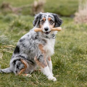 Råhud ben presset, 1 stk. (Thailand)