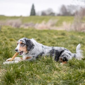 Råhud ben presset, 1 stk. (Thailand)