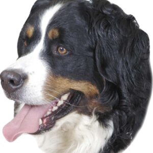 Sticker Berner Sennen