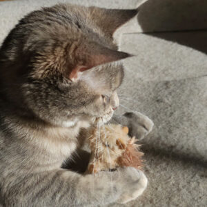 Plys Egern med lyd og catnip