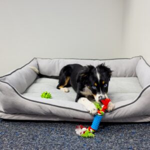 Ortopædisk Komfort seng LAGO