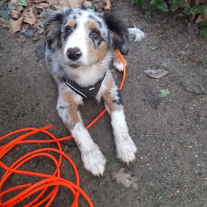 Sporline rund - Cover