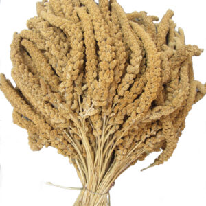 Franske Hirsekolber, gul 25 kg