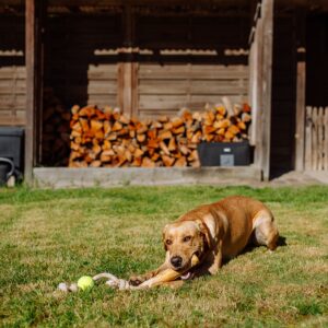 Kaffetræ med reb og bold