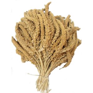 Franske Hirsekolber, gul 25 kg