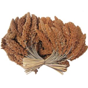 Røde hirsekolber 25 kg