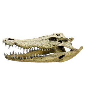 Akvariedekoration - Crocodile scull