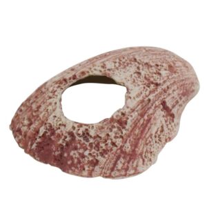 Akvariedekoration  SHELL