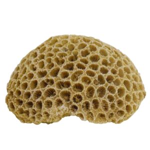 Akvariedekoration  CORAL