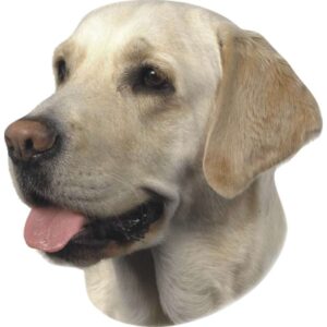 Sticker Labrador light