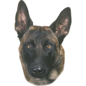 Sticker Malinois