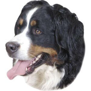 Sticker Berner Sennen